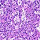 USB2.0 Graphics Accelerated Microscope Camera